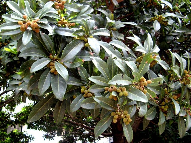 Myrica rubra