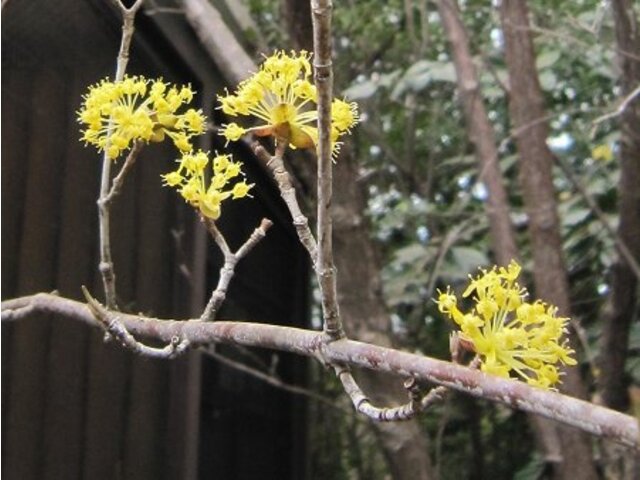 サンシュユ Cornus Officinalis かぎけん花図鑑