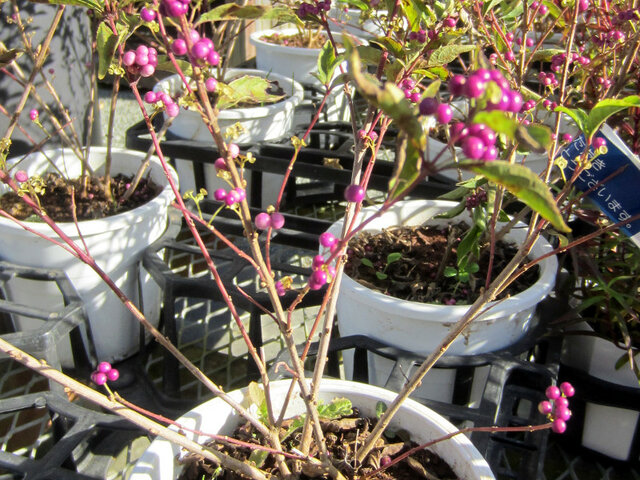 Japanese beautyberry