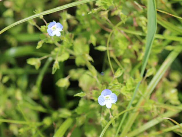 Veronica persica