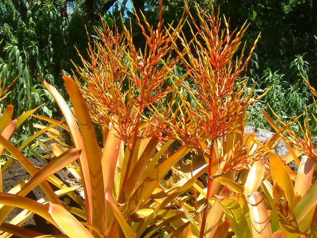 Aechmea blanchetiana