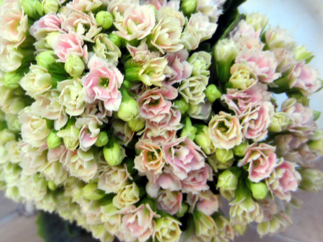 Kalanchoe