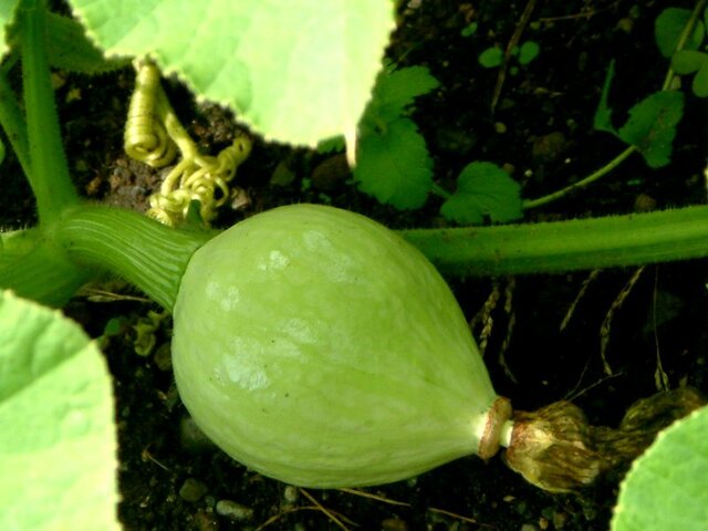 Squash