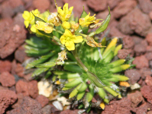 yellow whitlow-grass