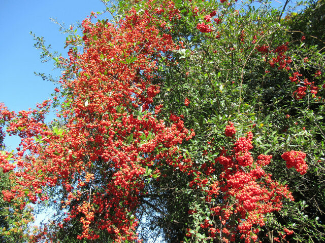 Pyracantha