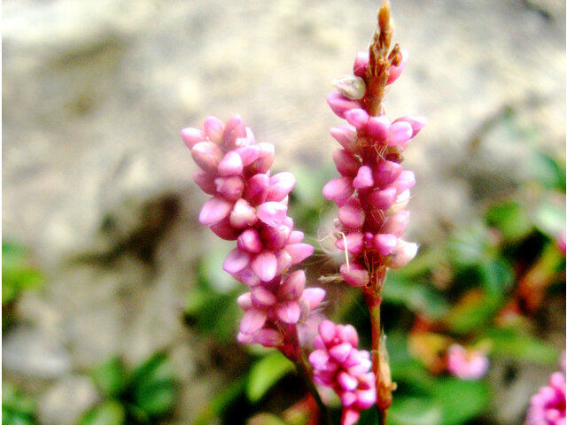 イの花 かぎけん花図鑑