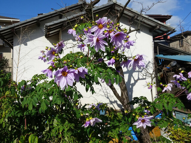 Bell tree dahlia