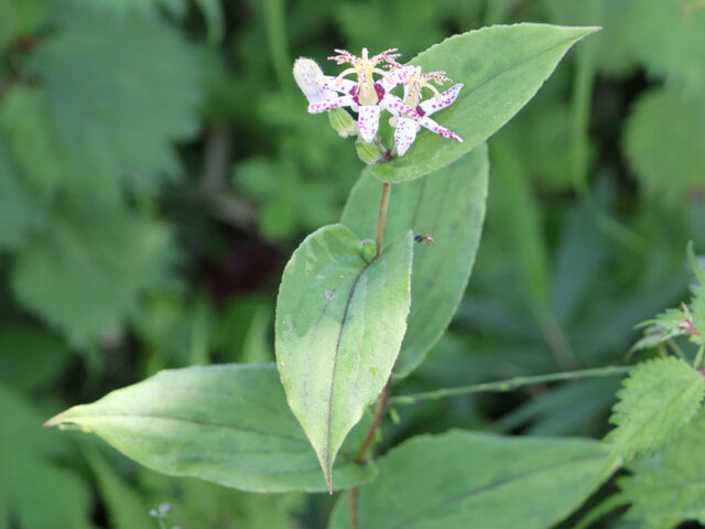 Tricyrtis affinis