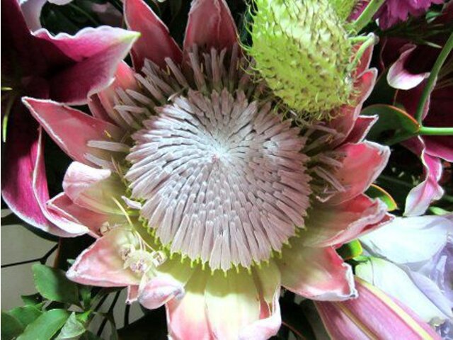 世界の国花南アフリカ共和国 South Africa Za Flower Database