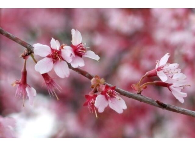 オカメザクラ Prunus Incamp Cv Okame かぎけん花図鑑