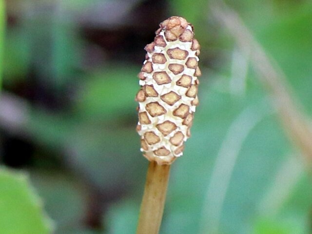 Equisetum arvense