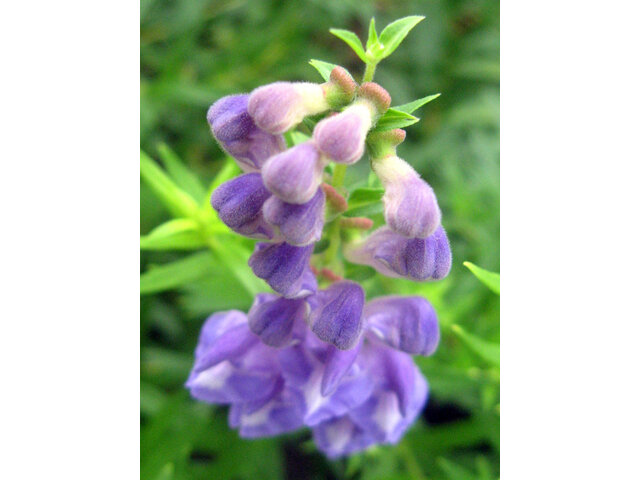 Scutellaria baicalensis