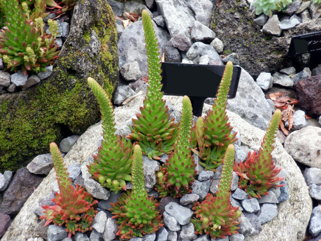 Orostachys japonica