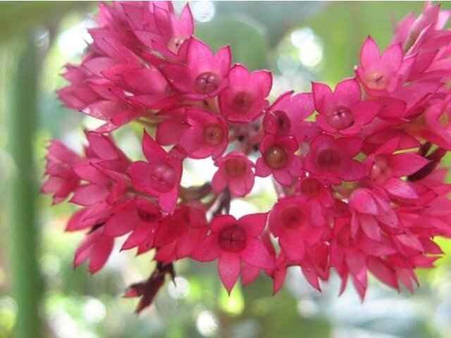 紅萼珍珠寶蓮 Clerodendrum Speciosum 科技研花图画书