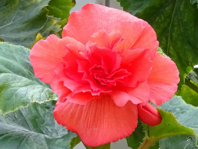球根秋海棠　粉红玫瑰形