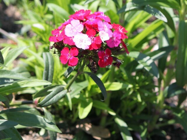 Dianthus