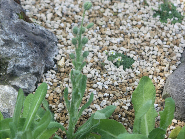 Prickly Blue poppy