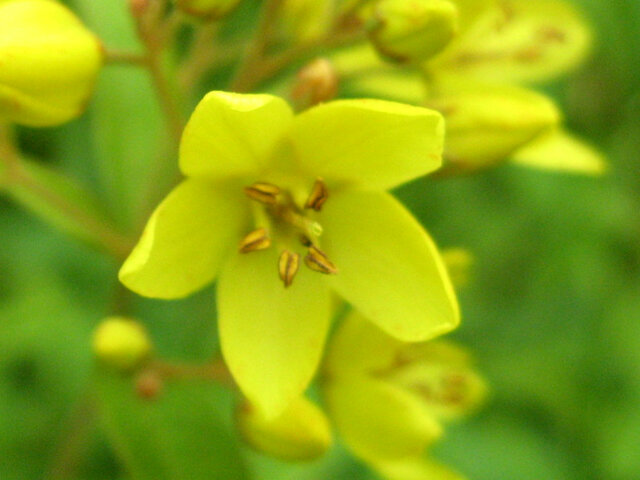 yellow loosestrife