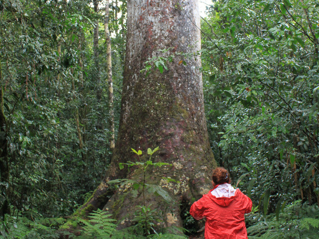 Agathis lanceolata