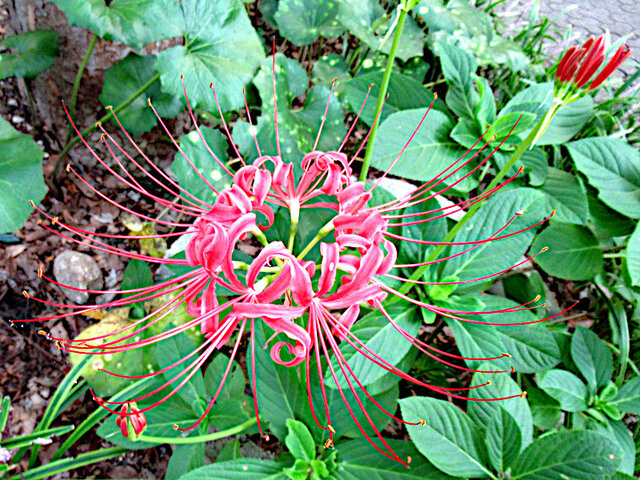 Lycoris