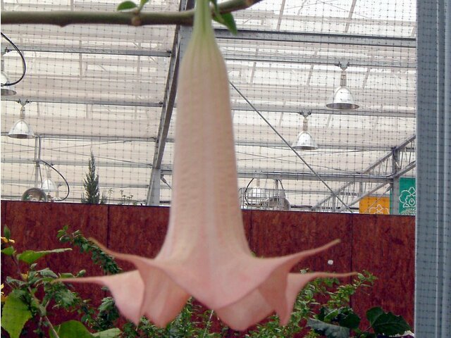 10月23日の誕生花 朝鮮朝顔 ダツラ 木立朝鮮朝顔 エンゼルトランペット Flower Database