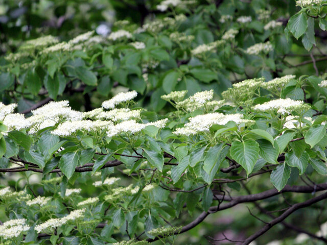 Cornus controversa