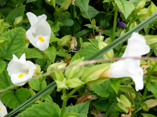 誕生花 8月6日 トレニア 朝顔 科技研花图画书