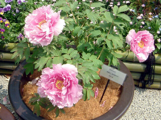 Peony 'KamataFuji' 