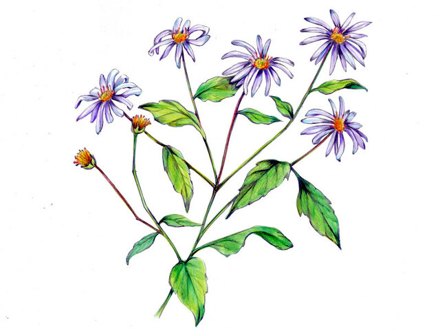 Aster yomena