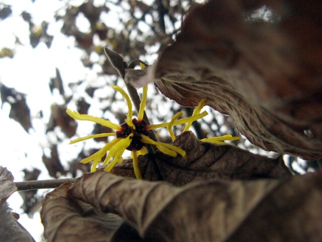 Chinese witch hazel