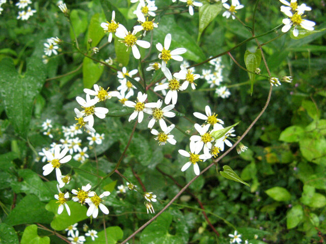 东风菜