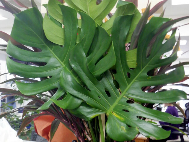 Monstera