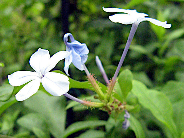 Plumbago auriculata