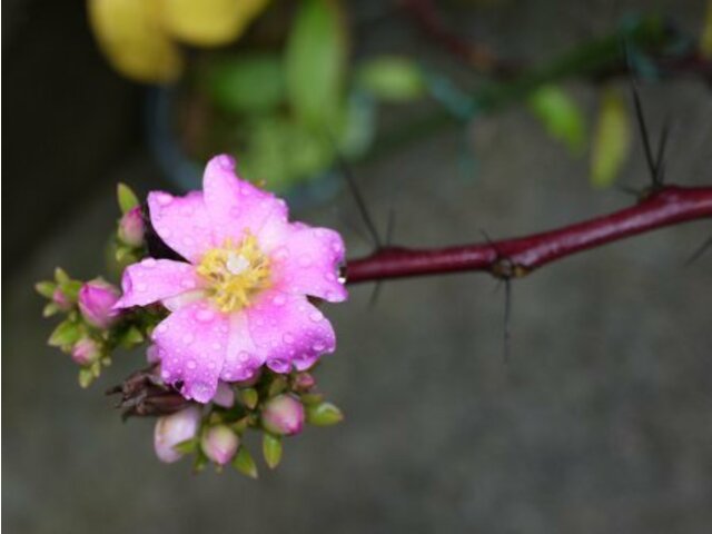 Pereskia grandifolia