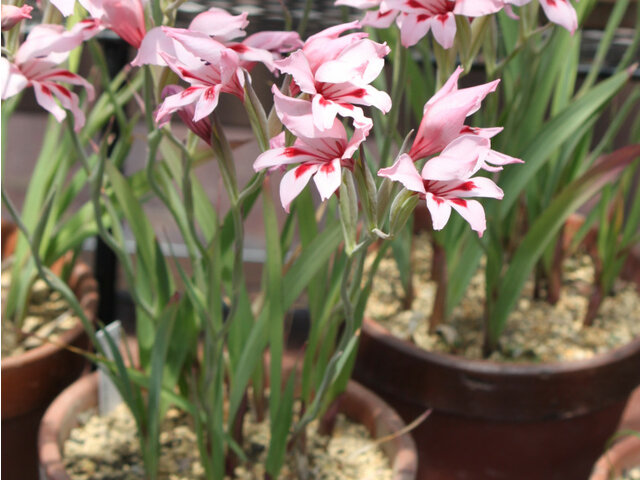 Gladiolus carneus