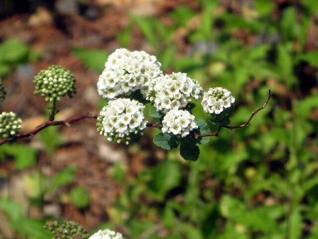 毛花绣线菊