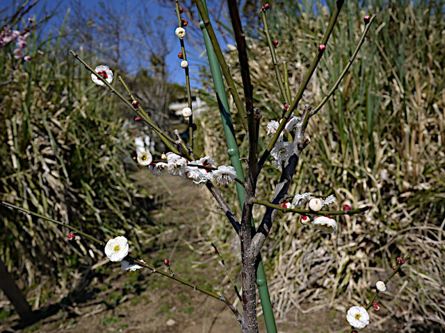 Prunus mume 'sohaku-taikaku' 