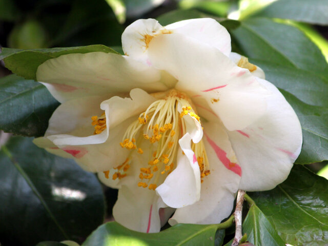 山茶花　潅花絞