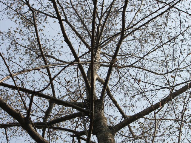 Japanese hophornbeam