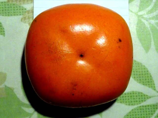 Persimmon 'Okesa gaki'