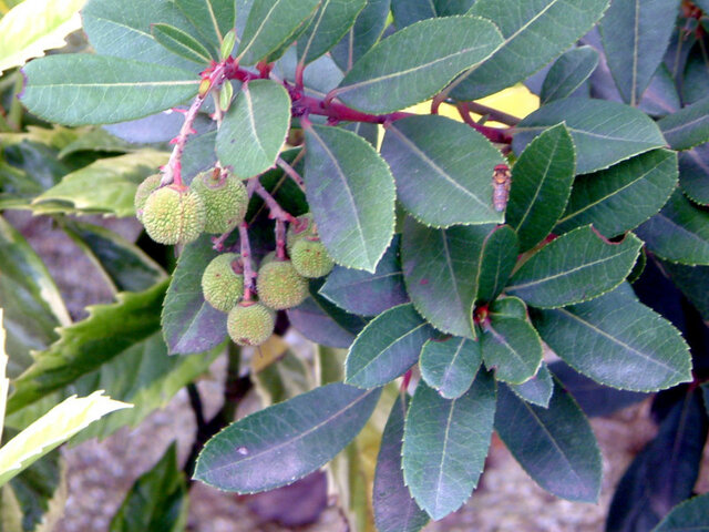 Arbutus unedo 'Compacta'