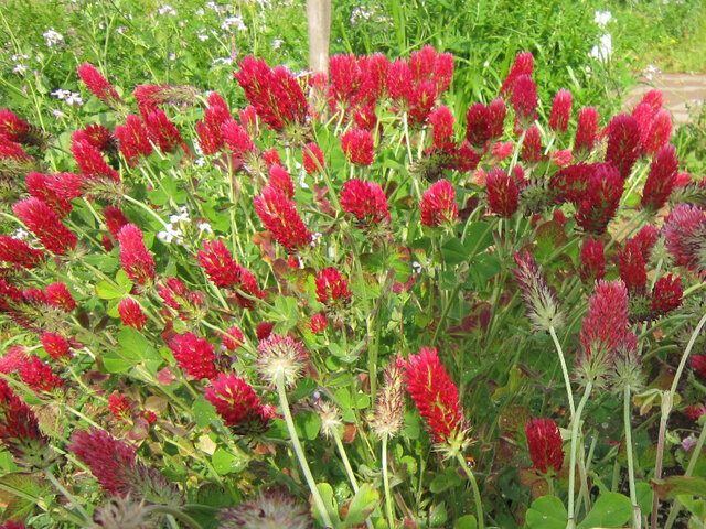 crimson clover