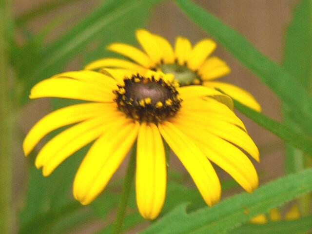  Rudbeckia