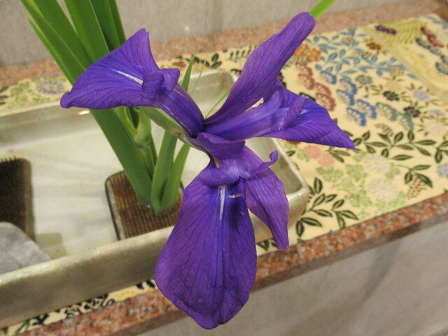 Iris lavigata