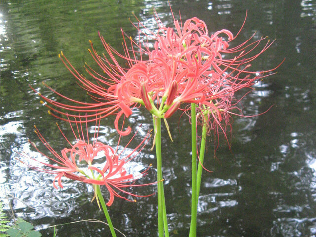 Lycoris