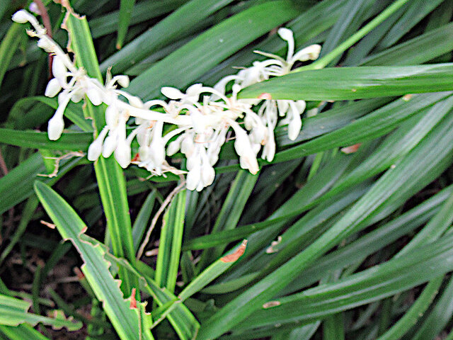 ノシラン | Ophiopogon jaburan | かぎけん花図鑑
