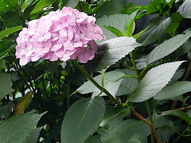 Hydrangea macrophylla