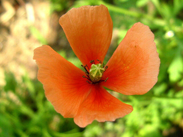 Long headed poppy