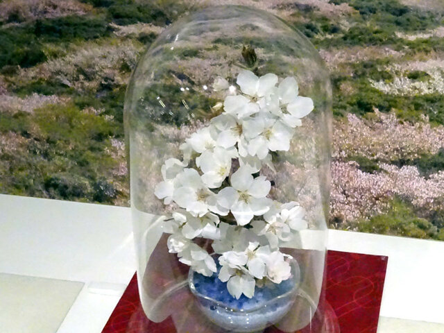 Oshima-zakura