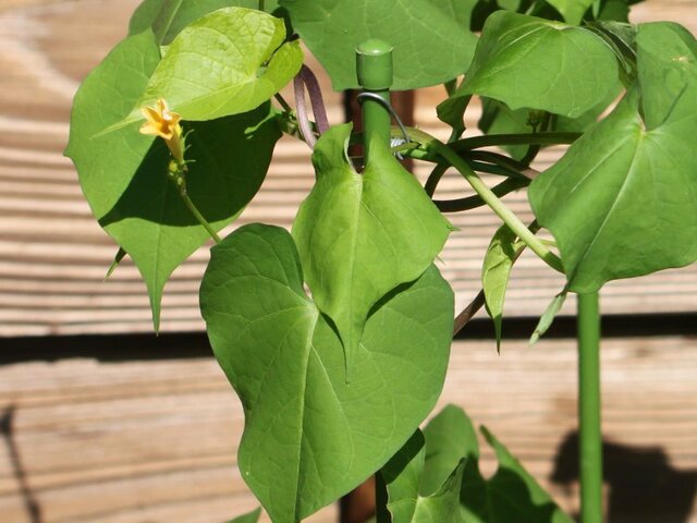 Ipomoea coccinea